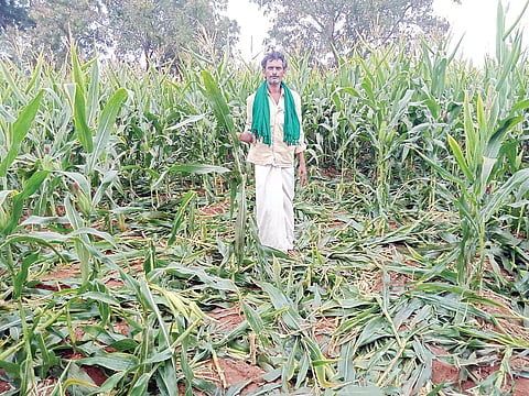 ಜೋಳದ ಫಸಲಿಗೆ ಕಾಡು ಹಂದಿಗಳ ಲಗ್ಗೆ