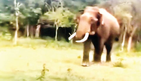 ಪ್ರವಾಸಿಗರಿಗೆ ಒಂಟಿ ಸಲಗ ದರ್ಶನ