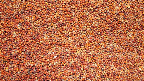 22cbp3(ragi)