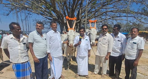ಶ್ರೀ ಸಪ್ಲಮ್ಮದೇವಿ ದೇವಸ್ಥಾನದ ಆವರಣದಲ್ಲಿ ದನಗಳ ಜಾತ್ರೆಗೆ ಸೇರಿರುವ ಎತ್ತುಗಳು.