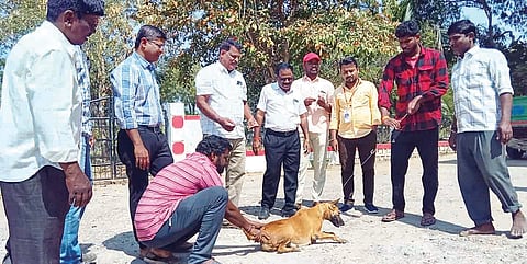 rabies vaccination