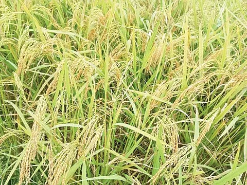 30sri-1rice