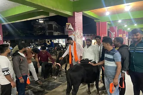 3hos1p cow