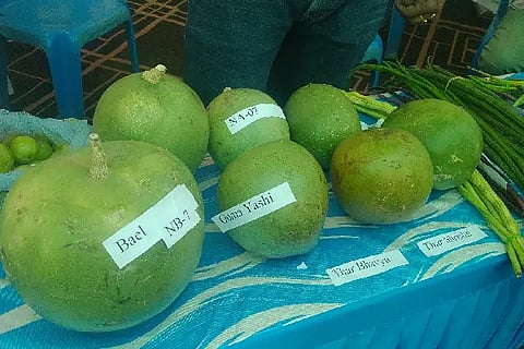 Bel_Bale fruit