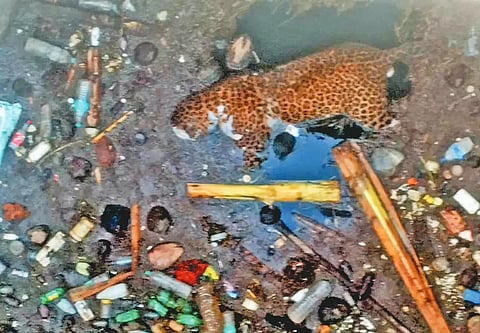 Cheeta Dead body found in ranebennur