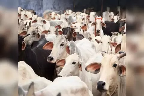 Cow