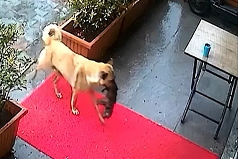 Dog