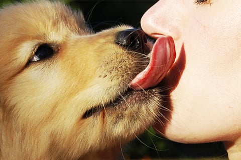 Dog Licking Human Face
