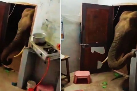 Elephant Enters Home