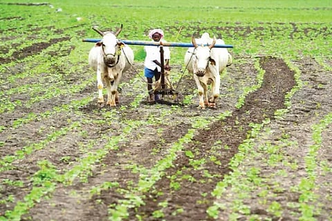 Farmer