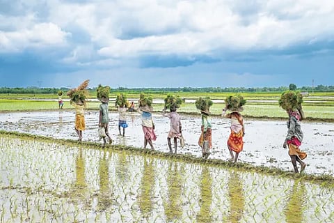 Farmers