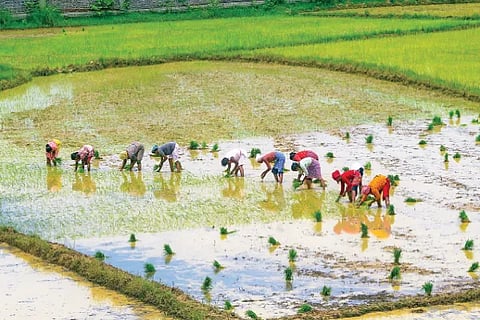Farming