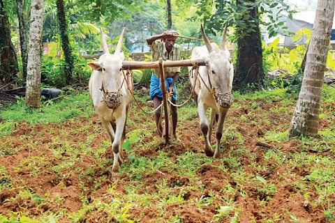 Farming