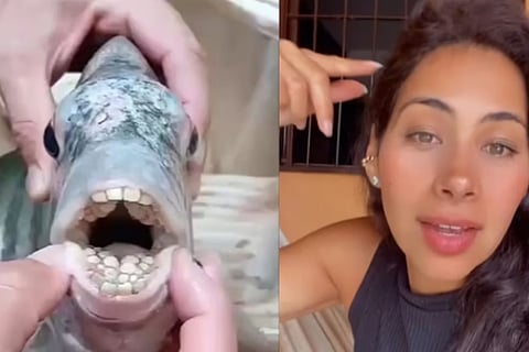 Fish With Human Teeth Stuns Brazilian Woman