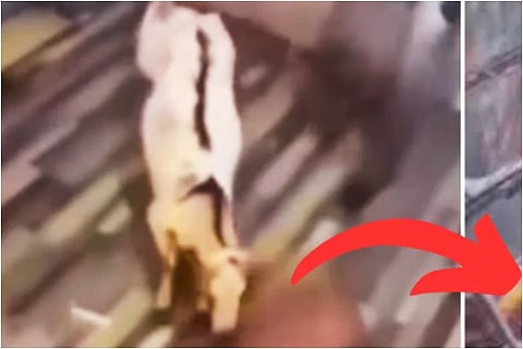 Goat Jumped Into The fire Shocking Video Went Viral Online