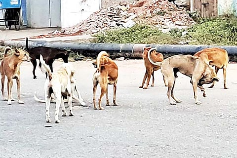 Hagaribommanahalli dogs