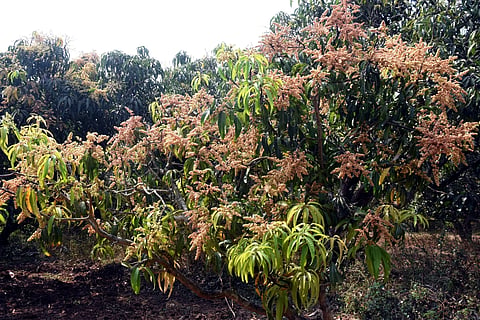 Mango tree