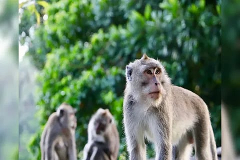 Monkey Troop