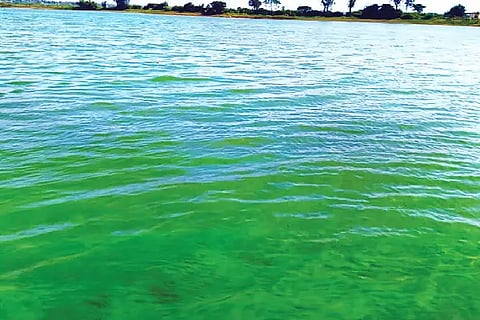 River water turned green