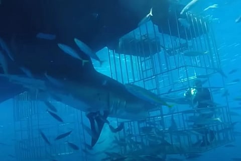 Shark Attacke