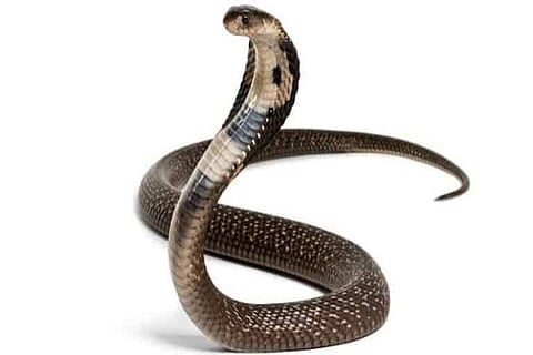 Snake-isolated-768x401