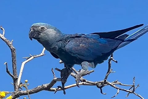spixs macaw