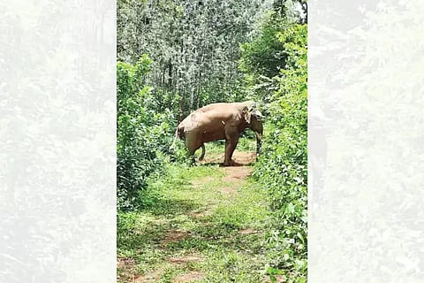 Upp_Elephant
