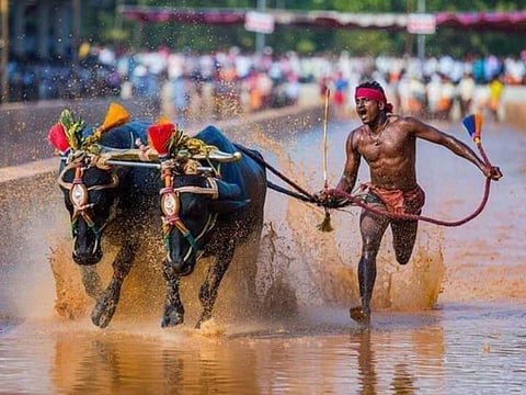 What_is_Kambala_fac1d15b00