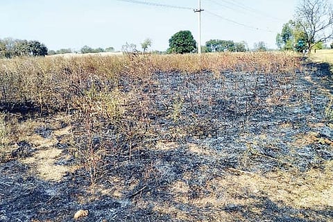 Yelburga Togari crop burn