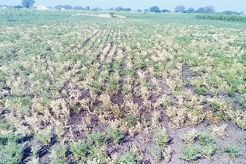 bengal gram crop affected CD disease