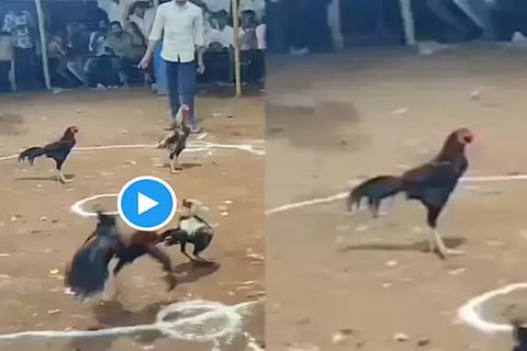 Cock Fighting