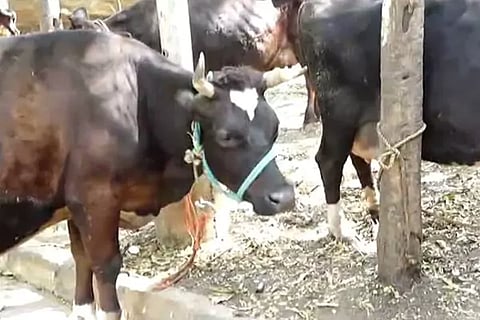 Cow udder