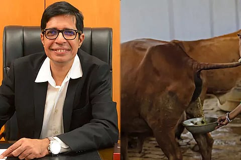 Cow urine