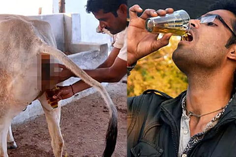 Cow Urine