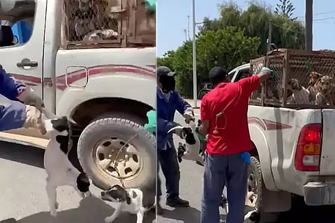 Dogs