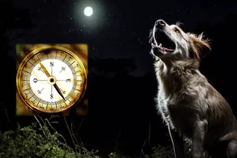 Dogs Howl