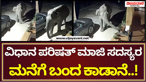 Wild Elephant
