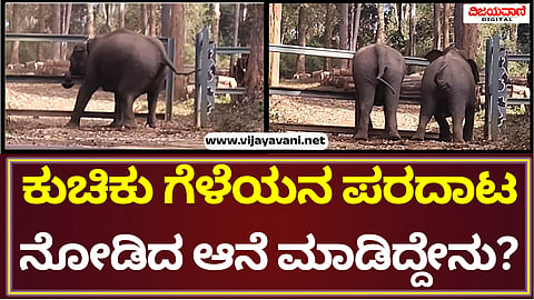 Wild Elephant