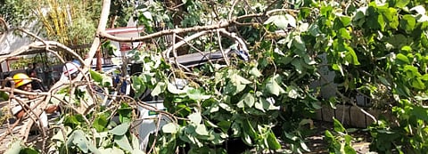 mng--1 Jan balmata mara
