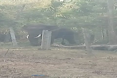 nrp elephant