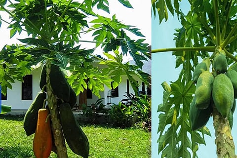 papaya