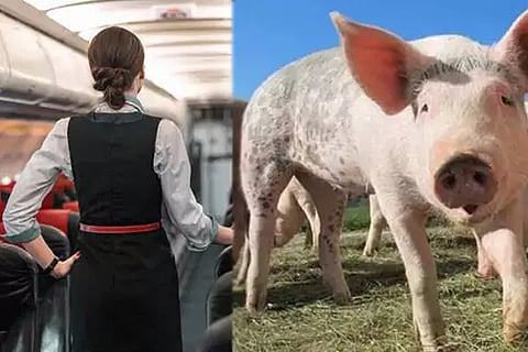 Pig Farm