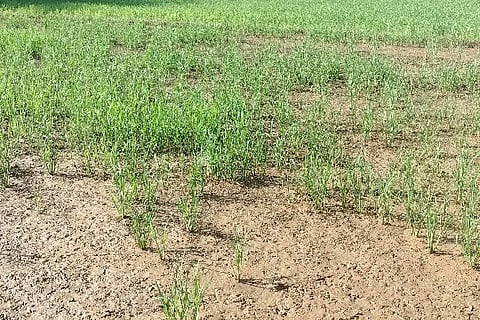 rice