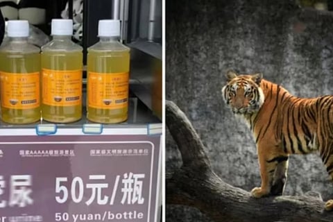 tiger urine selling