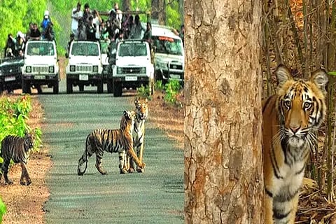 Tigers