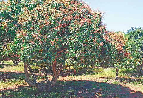tree