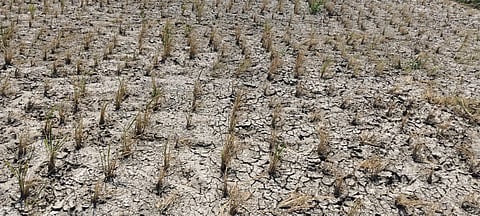 district koppal paddy crop tb dam