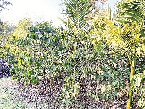 ಟಿ.ಕೆ.ಸಾಯಿಕುಮಾರ್ ಕಾಫಿತೋಟ