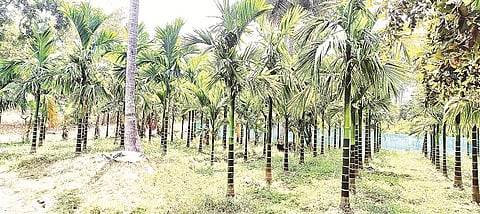 ಜಮೀನಿನಲ್ಲಿ ಬೆಳೆದಿರುವ ಅಡಿಕೆ ಮರ.