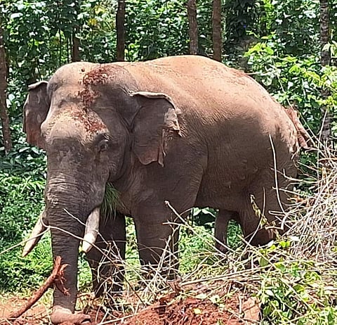 ಆನೆಗಳ ಹಿಂಡನ್ನು ಕಾಡಿಗಟ್ಟಲು ಆಗ್ರಹ